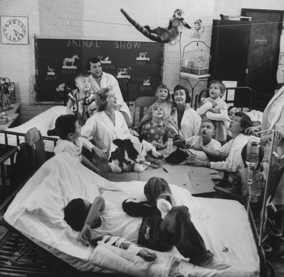 Παιδιά και νοσοκόμες παρακολουθούν ένα ρακούν που κρέμεται από τον τοίχο, ενώ πάνω στο τραπέζι είναι ξαπλωμένα ένα μοσχαράκι και ένα γουρουνάκι.