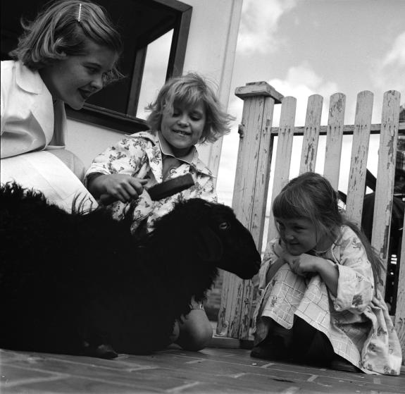 Τα κορίτσια χτένιζαν ένα μαύρο πρόβατο