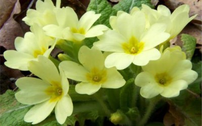 Primula acaulis