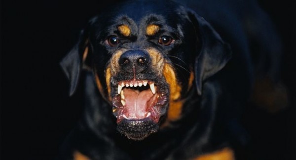 Rottweilerd