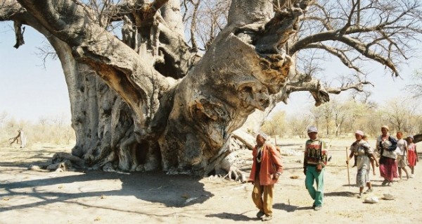 baobab-600x318