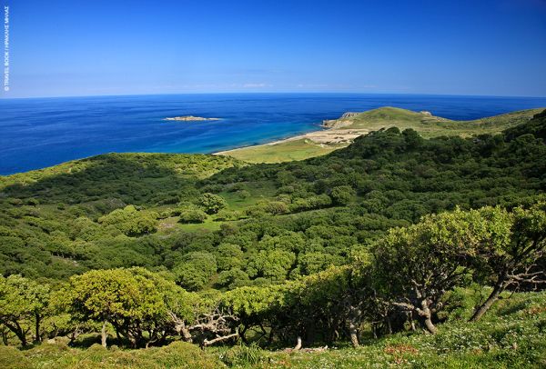 Βελανιδιές που φτάνουν μέχρι τη θάλασσα και δημιουργούν ένα πανέμορφο καταπράσινο τοπίο, φωτογραφία Ηρακλής Μήλας