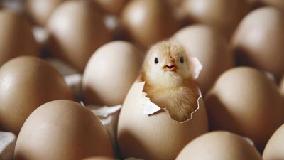 egg_chicken