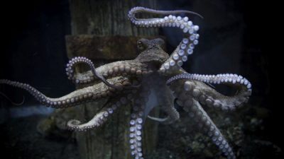 Τα χταπόδια δεν έχουν οκτώ πόδια, αλλά μόνο δύο. Το μεγαλύτερο μέρος του εγκεφάλου τους βρίσκεται στα πλοκάμια. Το ζευγάρωμα περιέγραψε πρώτος ο Αριστοτέλης, αλλά για 2.000 χρόνια κανείς δεν τον πίστευε…