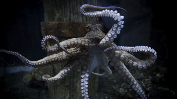 Τα χταπόδια δεν έχουν οκτώ πόδια, αλλά μόνο δύο. Το μεγαλύτερο μέρος του εγκεφάλου τους βρίσκεται στα πλοκάμια. Το ζευγάρωμα περιέγραψε πρώτος ο Αριστοτέλης, αλλά για 2.000 χρόνια κανείς δεν τον πίστευε…