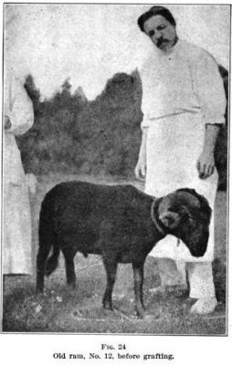 Τα πρώτα πειράματα του Βορονόφ αφορούσαν τη μεταμόσχευση του θυρεοειδή αδένα χιμπατζήδων σε ασθενείς που υπέφεραν από ανεπάρκεια του θυρεοειδή.