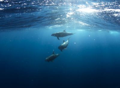 dolphins-918752_960_720