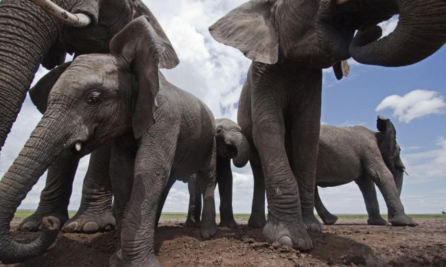 African elephant (Loxodonta africana) group drinking from waterhole - wide angle perspective. Masai Mara National Reserve, Kenya.