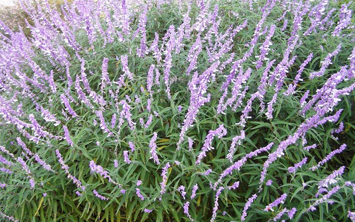 Στα λατινικά το φασκόμηλο ονομάζεται Salvia officinalis (ή Dalmatian sage) ανήκουν στο γένος Salvia και είναι πολυετείς αειθαλείς θάμνοι