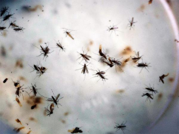 new-super-infected-mosquitoes-may-help-fight-dengue-zika