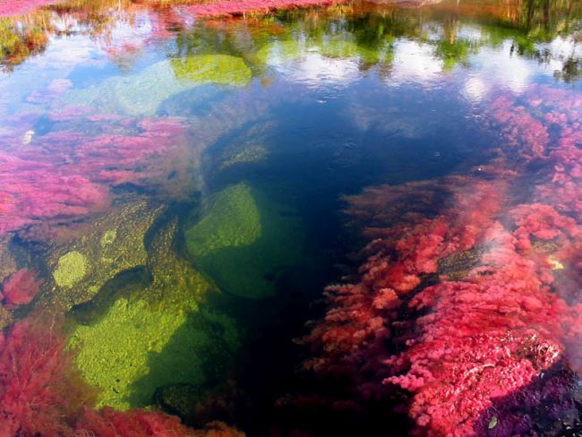 rio-cano-cristales-river-of-five-colours-columbia-20