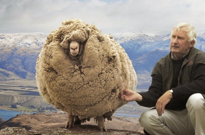 shrek-the-sheep-65-700x462