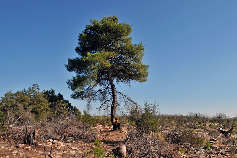 To πεύκο είναι χαρακτηριστικό δέντρο των χωρών της Μεσογείου. Τα συστατικά του χρησιμοποιούνταν στην ιατρική και στο κάπνισμα των τροφών
