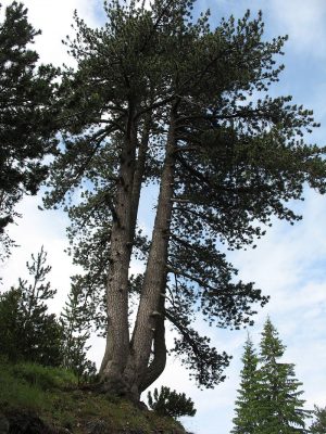 Είναι δέντρο αιωνόβιο και πολύ ανθεκτικό στο ψύχος. Στη Βουλγαρία έχει ανακαλυφθεί ένα ρόμπολο με ηλικία 1.300 ετών, ενώ το γηραιότερο επιβεβαιωμένο ρόμπολο είχε ηλικία 963 ετών το 1989.