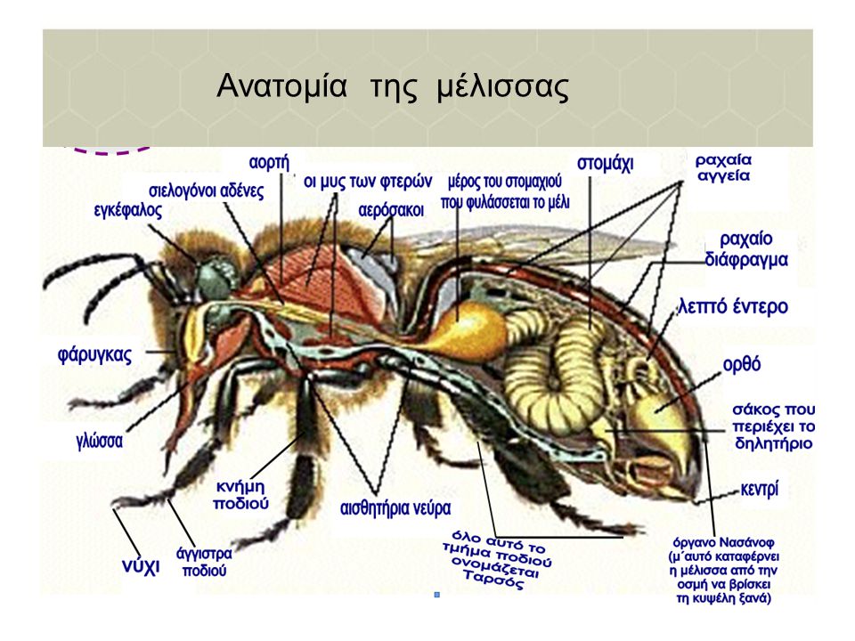 anatomia-melissas