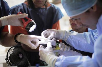 ο κτηνίατρος τοποθετεί το προσθετικό 3D ράμφος στο Γκρέσια