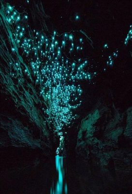 the_luminous_glow_worms_called_arachnocampa_luminosa_are_unique