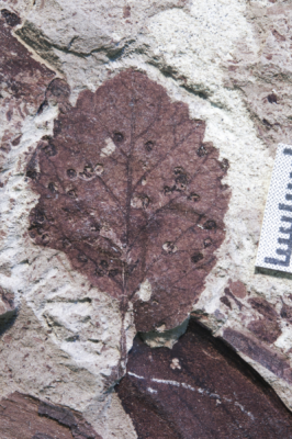Απολίθωμα φύλλου το οποίο βρέθηκε στην Παταγονία 