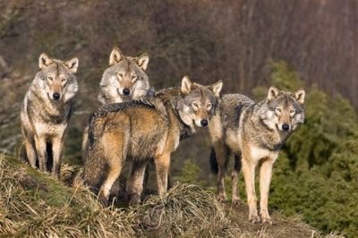 Απόφαση σταθμός από Εισαγγελία Πρωτοδικών Αθηνών. Να απομακρυνθούν άμεσα λύκοι από την Πάρνηθα