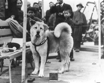 　生前のハチ公（秋田犬協会提供）