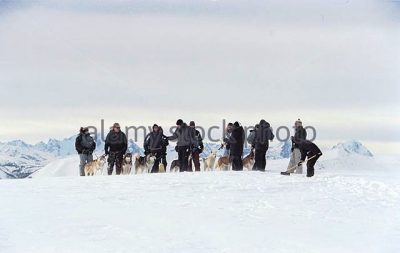 Τα σκυλιά ελκήθρου κατά τη διάρκεια εκπαίδευσης