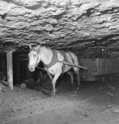 Ο αγώνας των ανθρακωρύχων ώστε οι σύντροφοί τους, τα άλογα, να έχουν δικαιώματα. Οι Έλληνες εργάτες στις στοές του Βελγίου πρωτοστάτησαν, ώστε τα περήφανα ζώα να έχουν στάβλους και όταν γερνούν να γλυτώνουν το σφαγείο