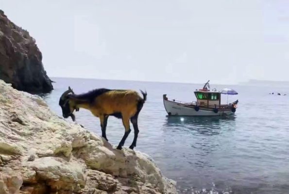 Το μεγαλύτερο “ακατοίκητο” νησί του Αιγαίου με τις περισσότερες αίγες και την εξωτική ακτογραμμή. Πώς χάθηκε ο ελαιώνας του