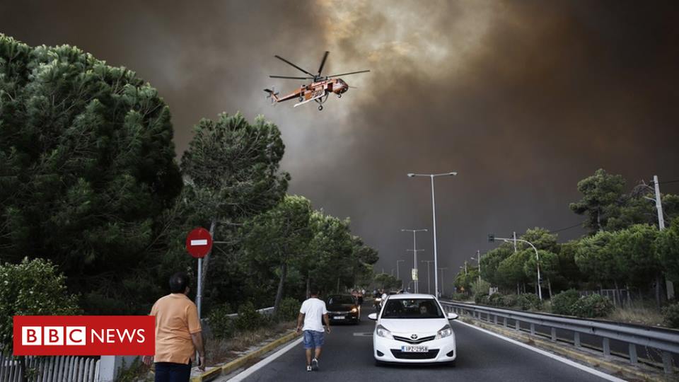 Πως οι κουκουναριές που φύτεψαν για τους Ολυμπιακούς Αγώνες στη Λεωφόρο Μαραθώνος επιτάχυναν την καταστροφή στο Μάτι. Μια επίκαιρη παρατήρηση ενός γεωπόνου