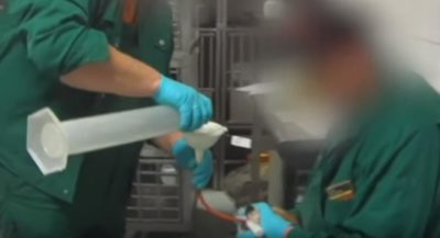 27 σκυλιά, μια γάτα και ένα γεράκι εντοπίστηκαν εγκλωβισμένα σε κλουβιά. 2 συλλήψεις