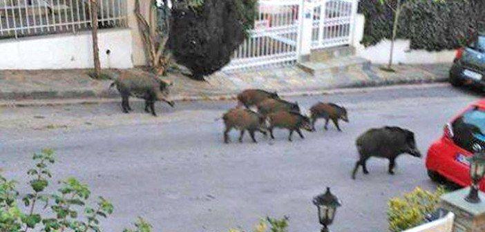 Αγριογούρουνα στις πόλεις. Γιατί αυξήθηκαν και πως συνδέονται με τον κίνδυνο μετάδοσης ασθενειών. Τα “αποσπάσματα”  και η “παγάνα” ως μέσο εκδίωξης (φωτο & βιντεο)