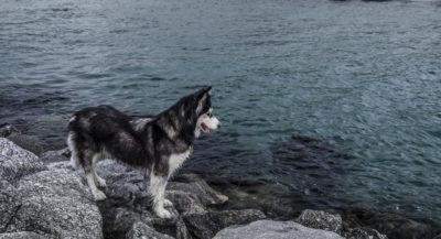 Μεσολόγγι: Δεν έβγαλαν τα μάτια από αδέσποτο σκυλί – Τι συνέβη στην πραγματικότητα