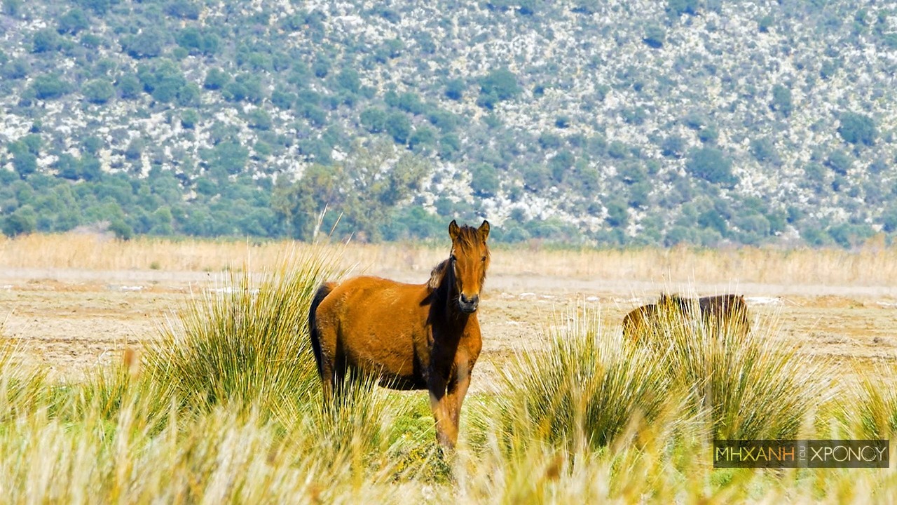 Λούρος, Αιτωλοακαρνανία, Άλογα