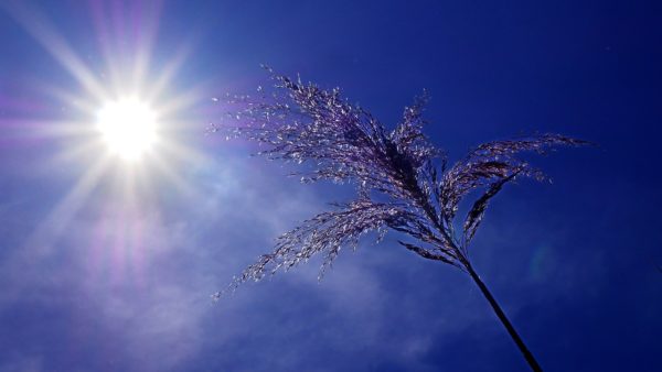 Στους 43.1 °C ο υδράργυρος στη χώρα. Ξεπέρασε τους 36 °C η μέση μέγιστη κατά την 11η ημέρα πολύ υψηλών θερμοκρασιών