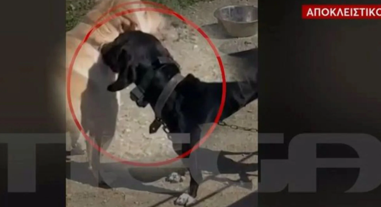Πρόστιμο 15.600 ευρώ σε 67χρονο που βασάνιζε σκύλο με ηλεκτροσόκ στην Κρήτη