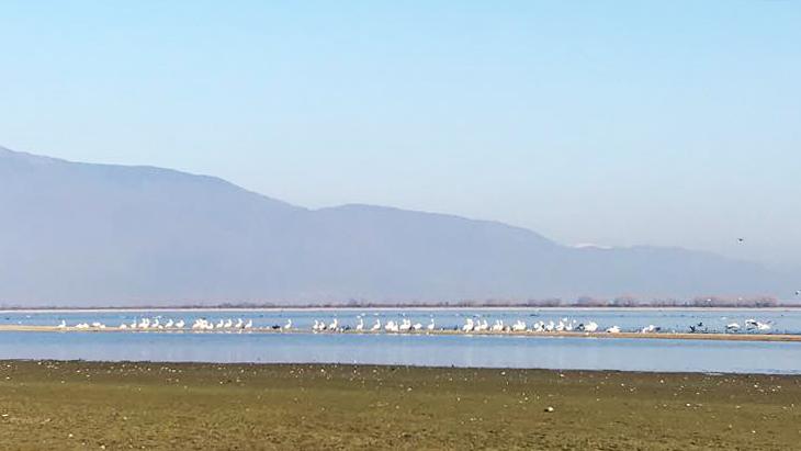 limni_kerkini