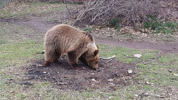 Γιατί η αρκούδα στην Δράμα επιτέθηκε στους ορειβάτες. Ο ρόλος του σκύλου και του σπρέι πιπεριού