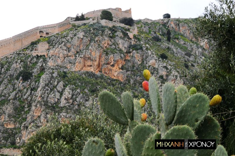 Γιατί η Ακροναυπλία και τ’ άλλα κάστρα περιβάλλονται από φραγκοσυκιές; Ο ρόλος τους στην άμυνα