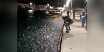 Κουφονήσια. Κοπάδια από σαρδέλες κατέκλυσαν το λιμάνι. Δείτε το βίντεο
