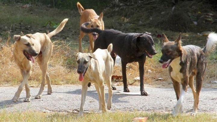 Κτηνωδία σε χωριό στο Ηράκλειο. Πήγαν για ζωοκλοπή και κρέμασαν τον σκύλο