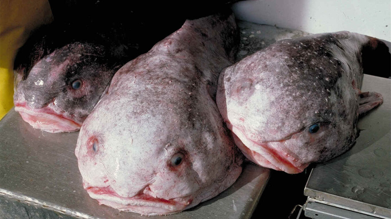 Blobfish. Από το πιο άσχημο ψάρι στο κόσμο ψηφίστηκε το “Ψάρι της Χρονιάς” στη Ν. Ζηλανδία
