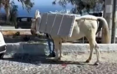 Σαντορίνη. Φορτωμένα γαϊδουράκια κουβαλούν οικοδομικά υλικά. Τι καταγγέλλουν φιλοζωικές