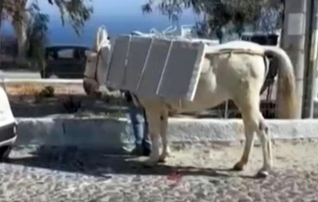 Σαντορίνη. Φορτωμένα γαϊδουράκια κουβαλούν οικοδομικά υλικά. Τι καταγγέλλουν φιλοζωικές