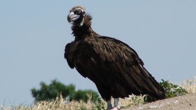 Ο Μαυρόγυπας επέστρεψε στο δάσος της Δαδιάς μετά την καταστροφική φωτιά του 2023