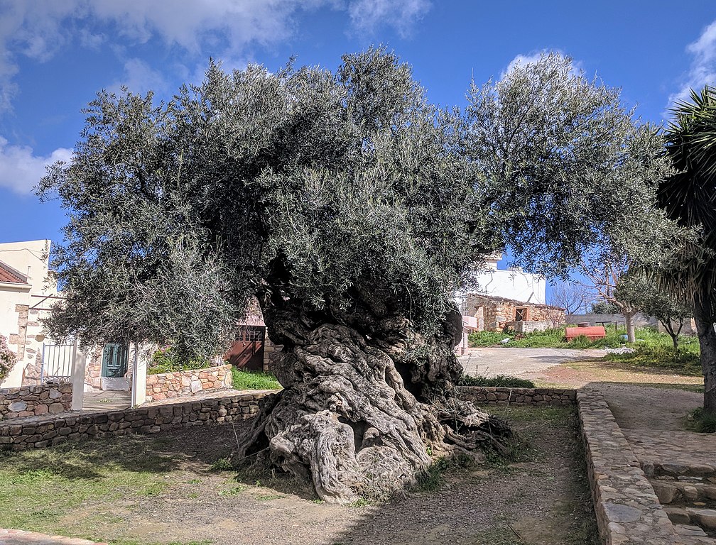 Η αρχαία ελιά με περίμετρο 12,5 μέτρων που δίνει ακόμη καρπούς. Από τα κλαδιά της φτιάχτηκαν στεφάνια σε Ολυμπιακούς