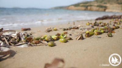 Τι είναι οι καρποί της Ποσειδωνίας που προστατεύουν την θάλασσα. Σε ποιες ελληνικές ακτές εμφανίζονται