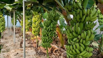 Η Chiquita απολύει 5.000 εργαζομένους σε φυτείες μπανάνας στον Παναμά μετά από πολυήμερη απεργία