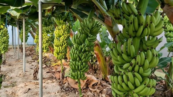 Η Chiquita απολύει 5.000 εργαζομένους σε φυτείες μπανάνας στον Παναμά μετά από πολυήμερη απεργία