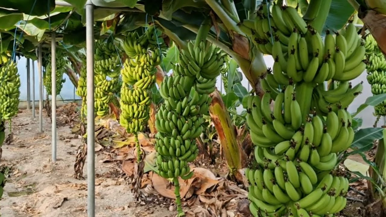 Η Chiquita απολύει 5.000 εργαζομένους σε φυτείες μπανάνας στον Παναμά μετά από πολυήμερη απεργία