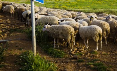Νέες αποκαλυπτικές συνομιλίες του αντιπροέδρου του ΟΠΕΚΕΠΕ. “Δεν είναι 147 άτομα, είναι 400 ψήφοι”